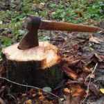 An axe is seen with the stump of a newly felled tree.