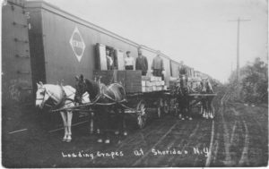 Photo of men loading grapes at the Sheridan, NY Erie Railroad Station, circa 1912, shared courtesy of Richard Palmer